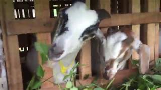 PROSES PENGGEMUKAN 1 BULAN KAMBING LOKALKACANG DI ACEH [upl. by Estren742]