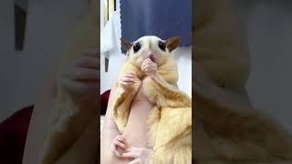 Cute Sugar Glider Eating Worm shorts sugargliderasmr sugargliderlover [upl. by Ettenaj]