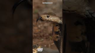 A Mozambique Spitting Cobra Naja mossambica flicking its tongue in slow motion [upl. by Kruter]