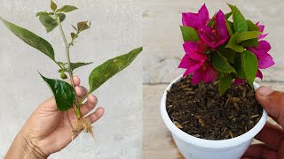 How to grow bougainvillea plant [upl. by Adnylg]