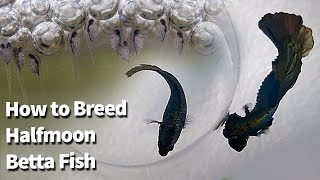 How to breed Betta Fish  Copper Halfmoon Betta Breeding  Fry to Adult [upl. by Uy]