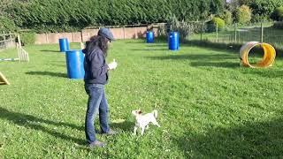 Teach your dog whistle cues recall and sit dogtrainingtips dogtrainer jackrusselterrier [upl. by Malvie]