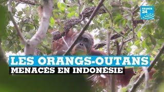 Indonésie orangsoutans menacés [upl. by Maury265]