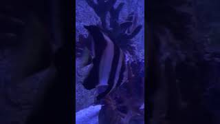 Butterflyfishamazingshort fypviral aquarium fishvideo touristattraction touristdestination [upl. by Torrence]