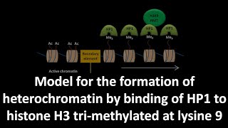 Formation of heterochromatin by binding of HP1 to histone H3 trimethylated at lysine 9 [upl. by Ettezel]