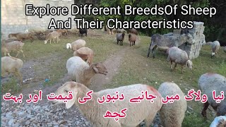 Exploring the World of Sheep  Zarmas Vlogs 786 [upl. by Bouley]