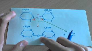 Enlace glucosídico glicosídico o Oglucosídico glúcidos [upl. by Mercuri]