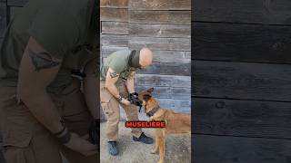 muselière chien chiens animaux tutorial malinois k9 maitrechien dressage dressagechien [upl. by Hilliary]