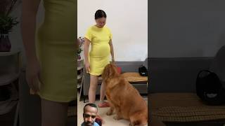 My smart dog goldendog funnydog funnyanimal animals [upl. by Ellerol]