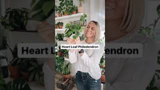 The Heart Leaf Philodendron Care [upl. by Assiluy281]