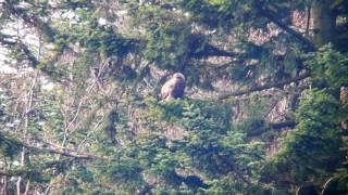 Orzeł przedni Aquila chrysaetos  Golden eagle [upl. by Euginimod]