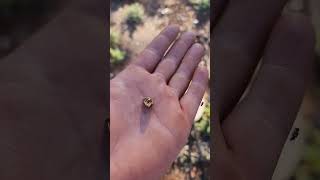 4 gram gold nugget using gpx6000 kalgoorlie western australia [upl. by Lamek]