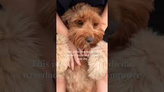 Australian labradoodle is the best medicine to reduce your stress 🐾✨ breeder puppy labradoodle [upl. by Eugenius]