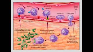 Moléculas de adhesión Migración leucocitos [upl. by Calbert671]