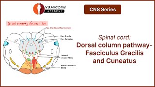 Spinal cord Dorsal column pathwayFasciculus Gracilis and Cuneatus [upl. by Mayce]