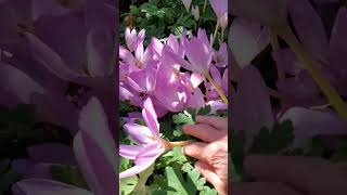 autumn crocus gardeningforbeginners fallflowers [upl. by Chow88]