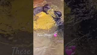 otterlyadorable ottersofinstagram ottervideos otterlove otterspool northcarolina ncaquariums [upl. by Ennazus321]