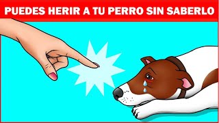 16 maneras en las que estás dañando a tu perro sin darte cuenta [upl. by Junieta765]