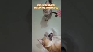 Lambingan time with Furbabies dogs cats furbabies furparent shorts shortsvideo youtubeshorts [upl. by Hare606]