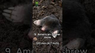 Top 10 Smallest Mammals animals facts nature educational top10 nature [upl. by Schulze689]