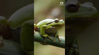 Hypnotizing Frogs The Fascinating Science Behind It 🐸 [upl. by Sylvie]