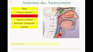 Atmungssystem [upl. by Hsilgne]