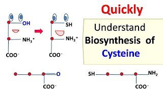 Cysteine biosynthesis [upl. by Borrell785]