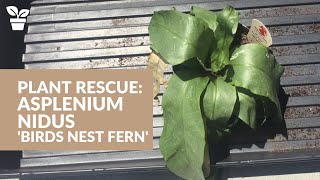 Plant Rescue Asplenium nidus  Birds Nest Fern  Fern Care [upl. by Dihahs494]