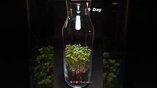 Growth Microgreens in Bottle  Time Lapse 😱  shorts timelapse growingplants plantgrowth [upl. by Matilda]