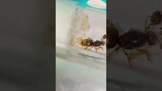 Lasius flavus  worker feeding larva ameisen insects antkeeping bug ants antspecies lasius [upl. by Carlin813]