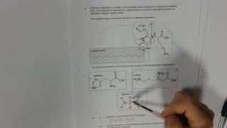 Q5 Palmitoyl tripeptide Model answer [upl. by Haymes]