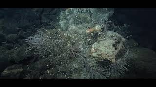 Exploring the Deep Sea Hydrothermal Vents of the Offshore Pacific [upl. by Attennhoj]