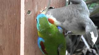 Cockatiel making a nuisance of himself with two Turquoise Parrots [upl. by Otreblanauj]