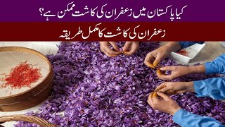 Saffron Farming in Pakistan  How to Grow Saffron Red Gold [upl. by Phonsa]