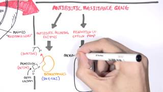 Microbiology  Bacteria Antibiotic Resistance [upl. by Adamek13]