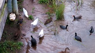 Many Australian birds  Eurasian coot Australasian swamphen Pacific black duck Dusky moorhen [upl. by Blondie844]