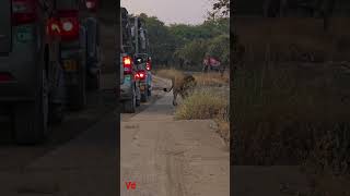 Gir national safari parks  aambardi safari park  lion Gir forest Gir  shorts trending shots [upl. by Spurgeon857]