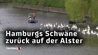 Alsterschwäne sind zurück auf der Alster [upl. by Oileve68]