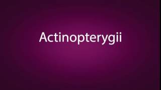 How to pronounce Actinopterygii [upl. by Gabbey222]