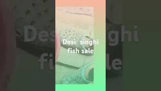 desi singhi fish salefish nature trending fishing share sascribe [upl. by Haggerty]