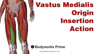 Vastus Medialis Anatomy Origin Insertion amp Action [upl. by Nanfa798]