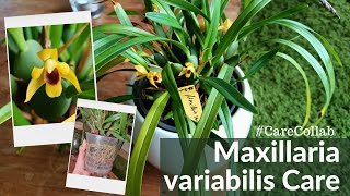 Maxillaria variabilis Carecollab [upl. by Araccot]