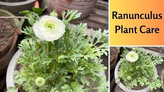 Ranunculus plant care  How to grow and care Ranunculus plant in pots at home [upl. by Sorrows]