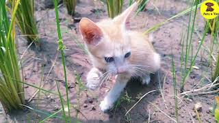 Cute Baby Kittens Meow Baby cats Funny Things Doing Kittens Meowing Cat lovers Pets 4 You [upl. by Roel36]