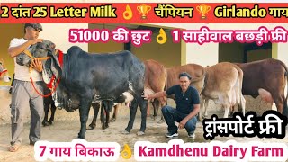 आज खरीदो 2 दांत 25 Letter Milk फुल गारंटी 🏆 चैंपियन 🏆 Girlando Cow 🎉 Kamdhenu Dairy Farm 7 Cow Sale [upl. by Lehcim]