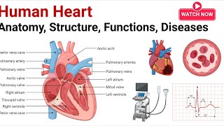 Human heartMechanism of regulation of human Heart [upl. by Islek]