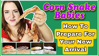 Corn Snake Babies How To Prepare And What To Expect Ellie Snake Lady [upl. by Jamesy663]