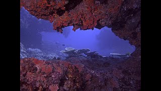 Diving Safari Mauritius on Coin de Mire oceandivermu [upl. by Wendelina]