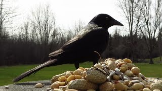 The grackles are returning in mid March [upl. by Adranoel]