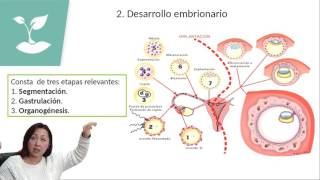 FECUNDACIÓN Y DESARROLLO EMBRIONARIOPSU BIOLOGÍACLASE Nº14 [upl. by Debo]